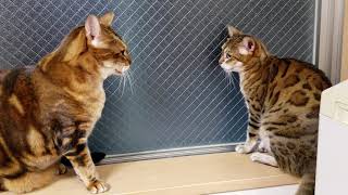 ベンガル猫レディース総長マオと副総長メイリの言い争い‼️