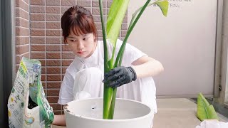 ただただ植物を植え替える。#Shorts