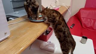 ベンガル猫メイリのカウンターテーブル立ち食い姿が可愛いすぎる#ベンガル猫#ベンガル猫軍団#ベンガル猫多頭飼い#bengal