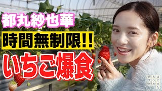 実は 愛媛 はみかんだけじゃない！？都丸紗也華が 今が旬のいちご狩りを体験！