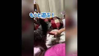 ちわぷーちょびの日常ちちの手大好き❤❤