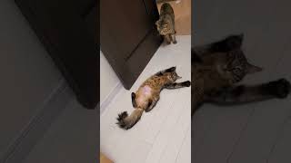 元気になった夏菜ちゃん🐱お腹はツンツルテン😆#cat #多頭飼い #猫好きさんと繋がりたい #猫好き #cute #保護猫#避妊手術#猫との生活