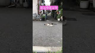 あちちミュウミュウ💖流石のゴッドマザーも暑いわね。体に気をつけてね大切な家族だからby主より #保護ネコ #ねこ #可愛い #shourt #catlover
