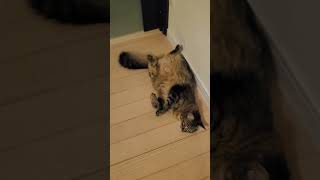 暑い夏がやって来た‼️涼しい場所を見つけてはへそてんをする夏菜ちゃん🐱#多頭飼い #cat #猫のいる暮らし #保護猫 #猫好き #猫好きさんと繋がりたい#猛暑