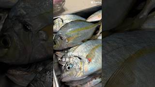 網地島移住〜幸恵さんの一日❣️〜アジ🐟と白しめじ　#網地島移住#網地島#網地島暮らし#川村幸恵