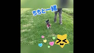 ちわぷーちょびの日常 ちちと一緒💙