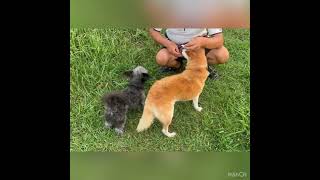 ちわぷーちょびの日常 ちちのおやつも食べたい😋